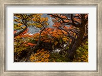 Argentina, Los Glaciares National Park Lenga Beech Trees In Fall Fine Art Print