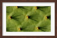 Ecuador, Galapagos Islands Opuntia Cactus Quill Details And Shadows Fine Art Print