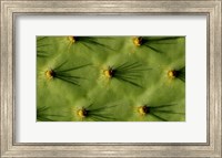 Ecuador, Galapagos Islands Opuntia Cactus Quill Details And Shadows Fine Art Print