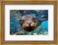 Galapagos Islands, Santa Fe Island Galapagos Sea Lion Swims In Close To The Camera Fine Art Print