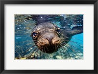 Galapagos Islands, Santa Fe Island Galapagos Sea Lion Swims In Close To The Camera Fine Art Print