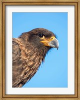Adult With Typical Yellow Skin In Face Striated Caracara Or Johnny Rook, Falkland Islands Fine Art Print