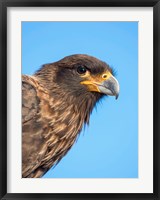 Adult With Typical Yellow Skin In Face Striated Caracara Or Johnny Rook, Falkland Islands Fine Art Print