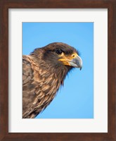 Adult With Typical Yellow Skin In Face Striated Caracara Or Johnny Rook, Falkland Islands Fine Art Print