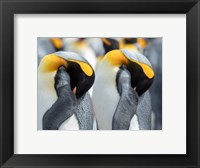 King Penguin On Falkland Islands 1 Fine Art Print