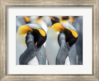 King Penguin On Falkland Islands 1 Fine Art Print