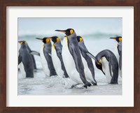 King Penguin On Falkland Islands 2 Fine Art Print