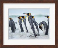 King Penguin On Falkland Islands 2 Fine Art Print