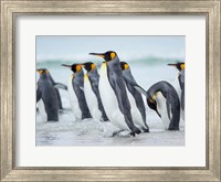 King Penguin On Falkland Islands 2 Fine Art Print