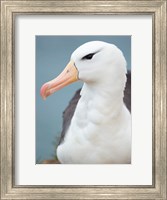 Black-Browed Albatross, Falkland Islands Fine Art Print
