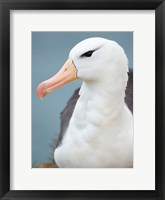 Black-Browed Albatross, Falkland Islands Fine Art Print