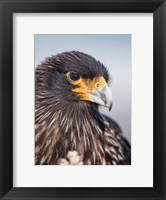 Adult Striated Caracara, Protected, Endemic To The Falkland Islands Fine Art Print