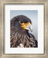 Adult Striated Caracara, Protected, Endemic To The Falkland Islands Fine Art Print