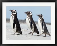 Magellanic Penguin, Falkland Islands Fine Art Print