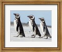 Magellanic Penguin, Falkland Islands Fine Art Print