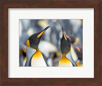 King Penguin, Falkland Islands 3 Fine Art Print
