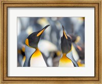 King Penguin, Falkland Islands 3 Fine Art Print