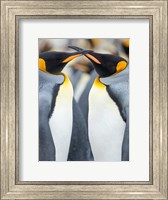 King Penguin, Falkland Islands 4 Fine Art Print