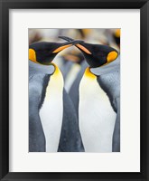 King Penguin, Falkland Islands 4 Fine Art Print
