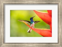 Costa Rica, Sarapiqui River Valley, Male White-Necked Jacobin On Heliconia Fine Art Print