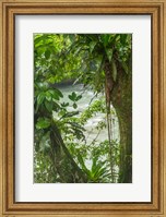 Costa Rica, Sarapiqui River Valley, Rio Puerto Viejo River In Rainforest Fine Art Print