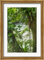 Costa Rica, Sarapiqui River Valley, Rio Puerto Viejo River In Rainforest Fine Art Print