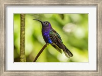 Costa Rica, Monte Verde Cloud Forest Reserve Violet Sabrewing Close-Up Fine Art Print