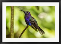 Costa Rica, Monte Verde Cloud Forest Reserve Violet Sabrewing Close-Up Fine Art Print