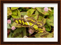 Costa Rica, La Paz River Valley Captive Butterfly In La Paz Waterfall Garden Fine Art Print
