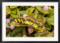 Costa Rica, La Paz River Valley Captive Butterfly In La Paz Waterfall Garden Fine Art Print
