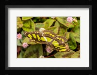 Costa Rica, La Paz River Valley Captive Butterfly In La Paz Waterfall Garden Fine Art Print