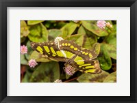 Costa Rica, La Paz River Valley Captive Butterfly In La Paz Waterfall Garden Fine Art Print