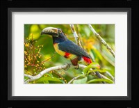 Costa Rica, La Selva Biological Station Collared Aricari On Limb Fine Art Print