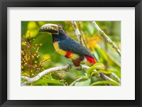 Costa Rica, La Selva Biological Station Collared Aricari On Limb Fine Art Print