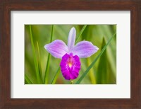 Costa Rica, Sarapique River Valley Earth Orchid Blossom Close-Up Fine Art Print