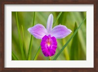 Costa Rica, Sarapique River Valley Earth Orchid Blossom Close-Up Fine Art Print