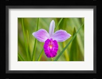 Costa Rica, Sarapique River Valley Earth Orchid Blossom Close-Up Fine Art Print