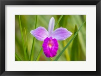 Costa Rica, Sarapique River Valley Earth Orchid Blossom Close-Up Fine Art Print