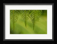 Costa Rica, Sarapique River Valley Fern In Rain Fine Art Print