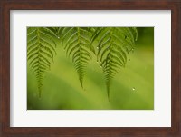 Costa Rica, Sarapique River Valley Fern In Rain Fine Art Print