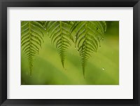 Costa Rica, Sarapique River Valley Fern In Rain Fine Art Print