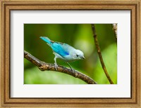 Costa Rica, Sarapique River Valley Blue-Grey Tanager On Limb Fine Art Print