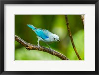 Costa Rica, Sarapique River Valley Blue-Grey Tanager On Limb Fine Art Print