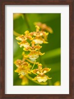Costa Rica, Sarapique River Valley Orchid Blossoms Fine Art Print
