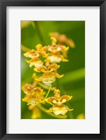 Costa Rica, Sarapique River Valley Orchid Blossoms Fine Art Print