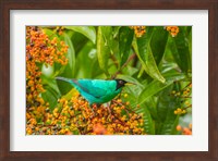Costa Rica, Arenal Green Honeycreeper And Berries Fine Art Print