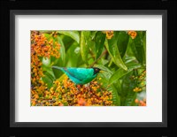 Costa Rica, Arenal Green Honeycreeper And Berries Fine Art Print