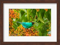 Costa Rica, Arenal Green Honeycreeper And Berries Fine Art Print