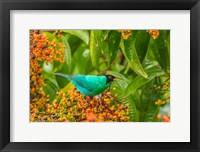 Costa Rica, Arenal Green Honeycreeper And Berries Fine Art Print