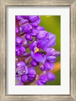 Costa Rica, Arenal Insect On Blossom Fine Art Print